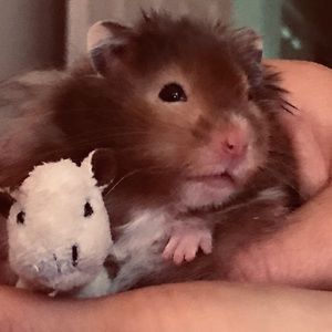 Meet your Posher, Lil